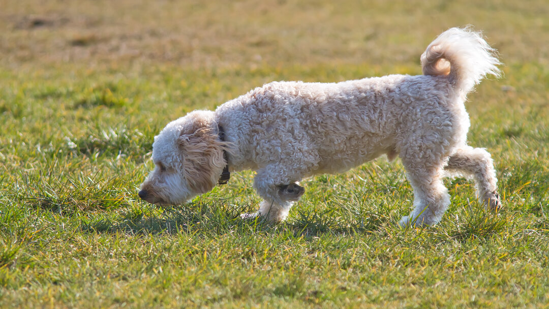 Stop dog from eating hot sale grass